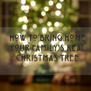How to Bring Home a Real Christmas Tree When You’ve Never Had One Before